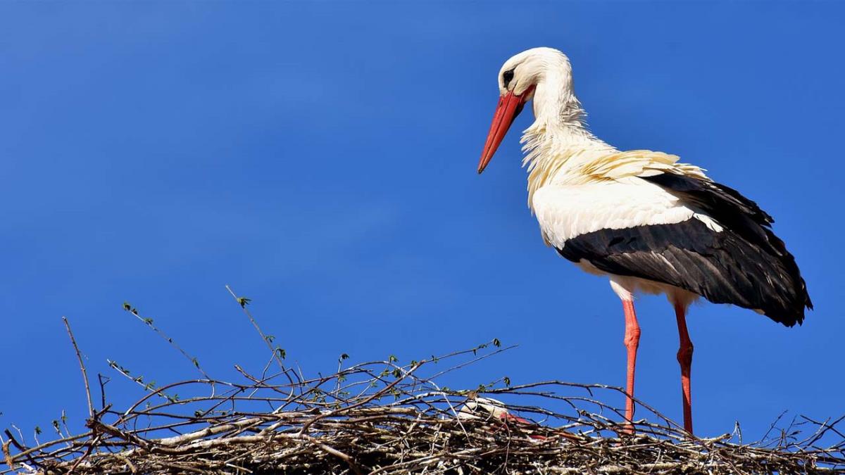 Estas cigüeñas son famosas en el mundo entero y ¡tienen hasta un canal de YouTube!