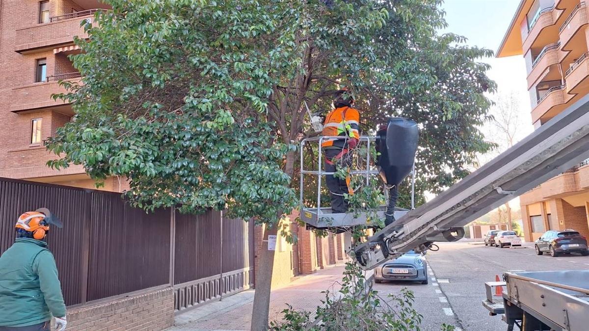 Dentro de su plan de mantenimiento del arbolado