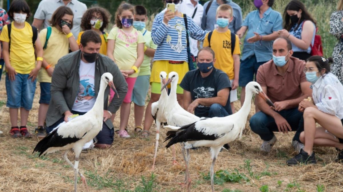 Actualmente el municipio cuenta con 109 parejas de esta especie, de las cuales 101 son reproductoras
