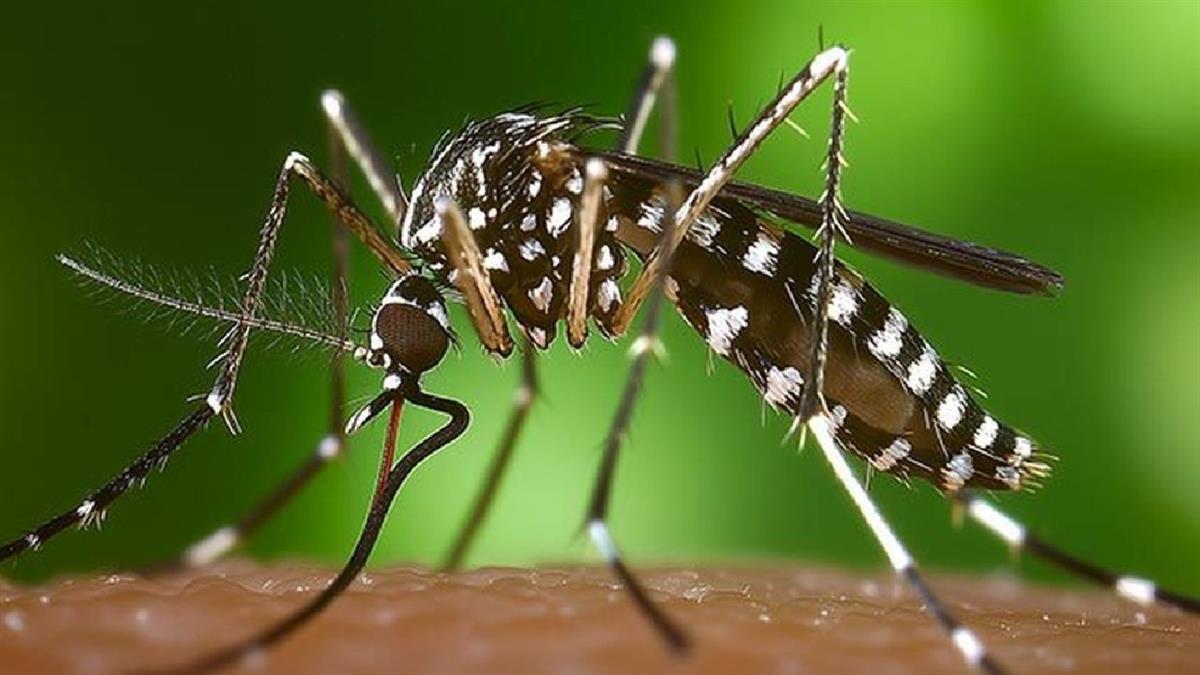 El servicio municipal de Salud de Alcobendas alerta sobre los riesgos de las picaduras de insectos y cómo prevenirlos