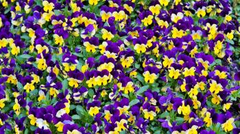 Consiste en la plantación de especies estacionales en zonas verdes