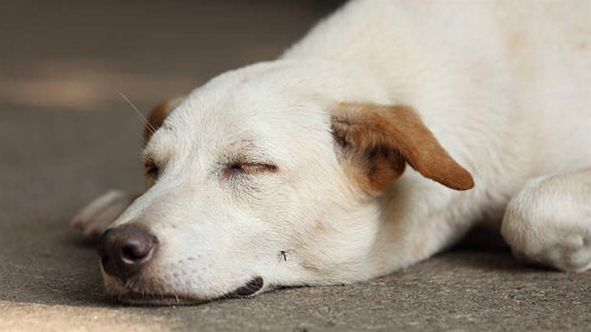 KIVET alerta sobre la enfermedad y pone el foco en la prevención y los chequeos a nuestros peludos 