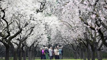De los 1.500 ejemplares, los primeros ya han comenzado a mostrar los capullos blancos 