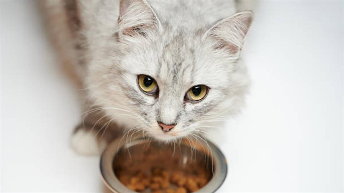 La nueva opción entre los hogares españoles para ofrecer a sus mascotas lo último en productos y servicios sofisticados 