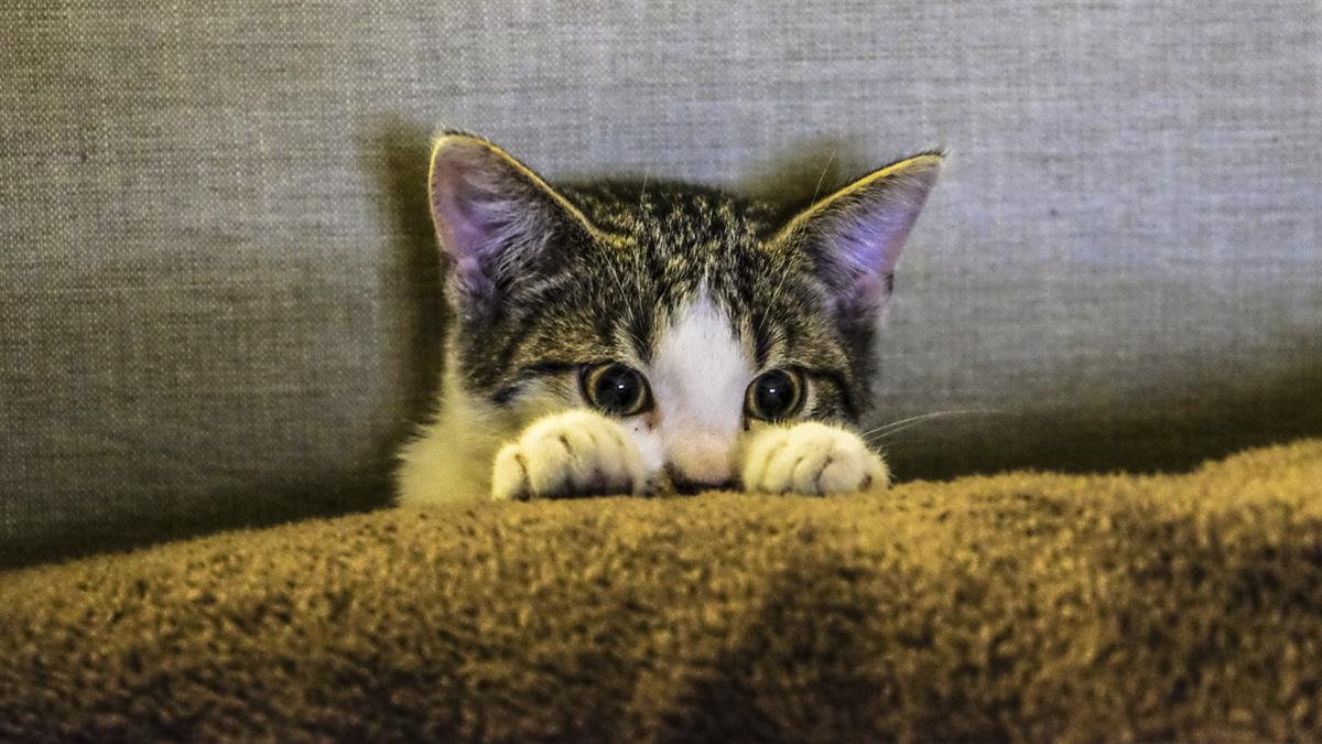 No os asustéis, esta fobia puede ser una de las más tiernas: el amor incondicional por los gatos o felinos 