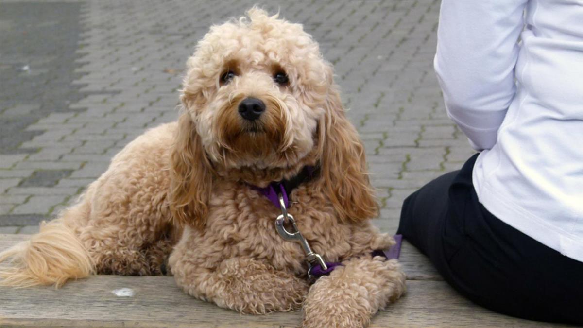 Gracias al microchip, obligatorio desde 2016