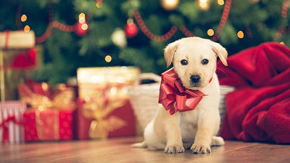 Incluir una mascota en la familia es una decisión que debe ser meditada y la familia debe analizar