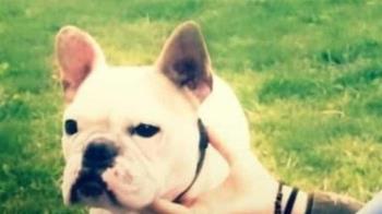 Un Bulldog Francés desapareció los anteriores días en las inmediaciones de su casa