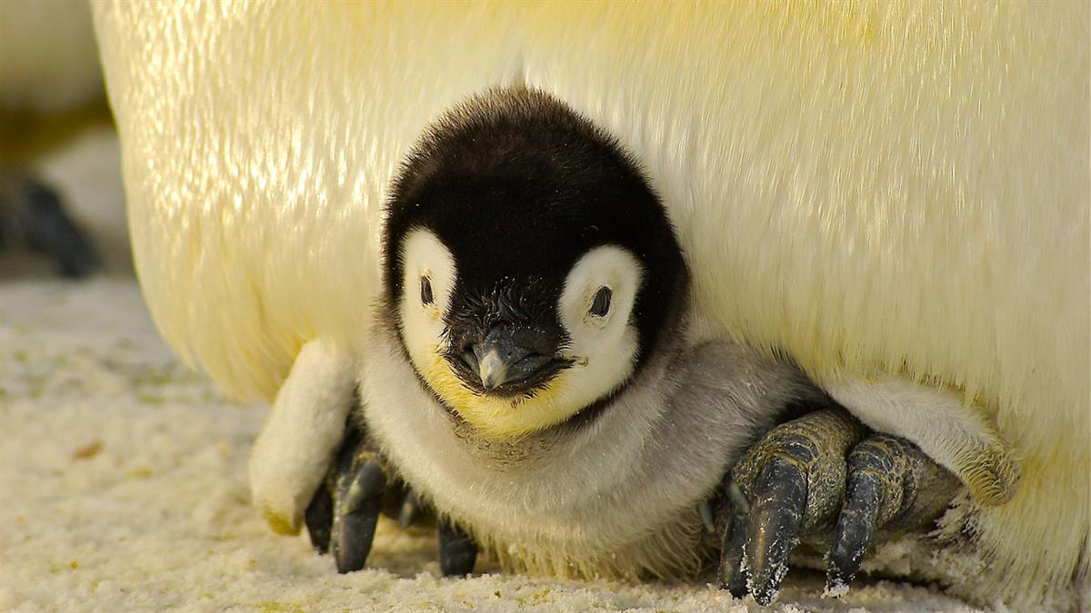 Como cada año con el comienzo de la Campaña Antártica, esta rama del ejército fomenta la conciencia medioambiental