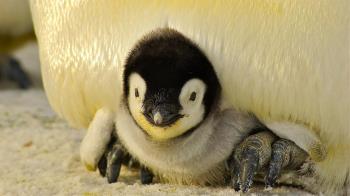 Como cada año con el comienzo de la Campaña Antártica, esta rama del ejército fomenta la conciencia medioambiental