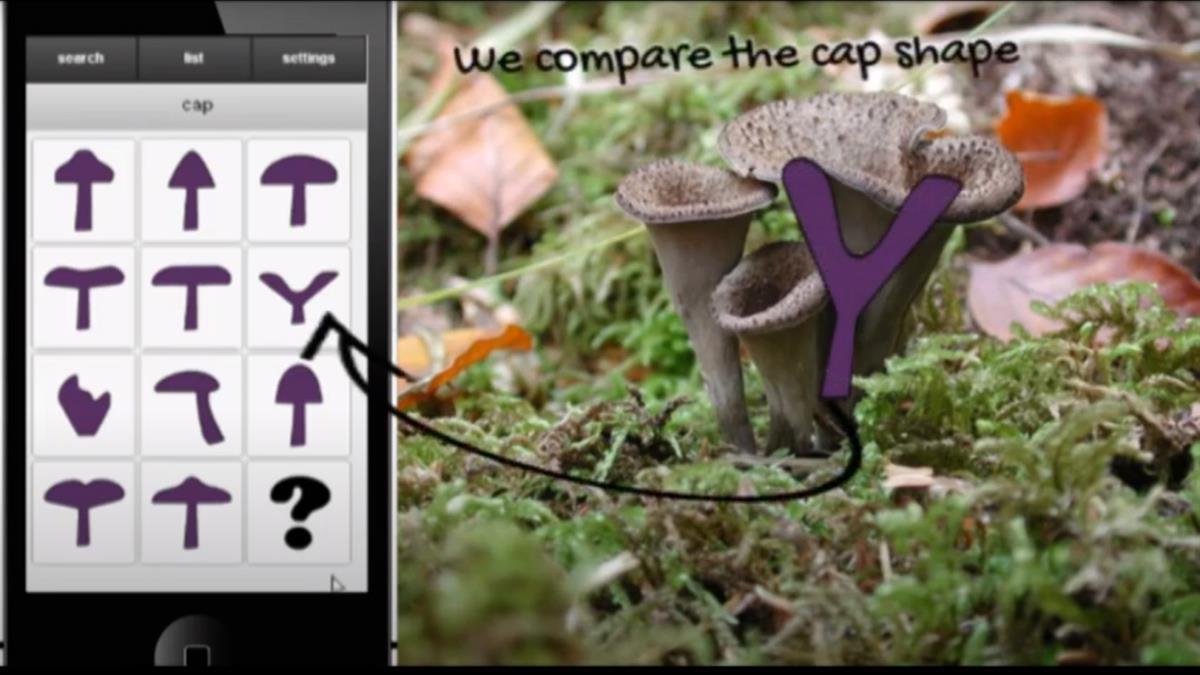 La aplicación te ayuda a identificar ciertas especies de hongos 