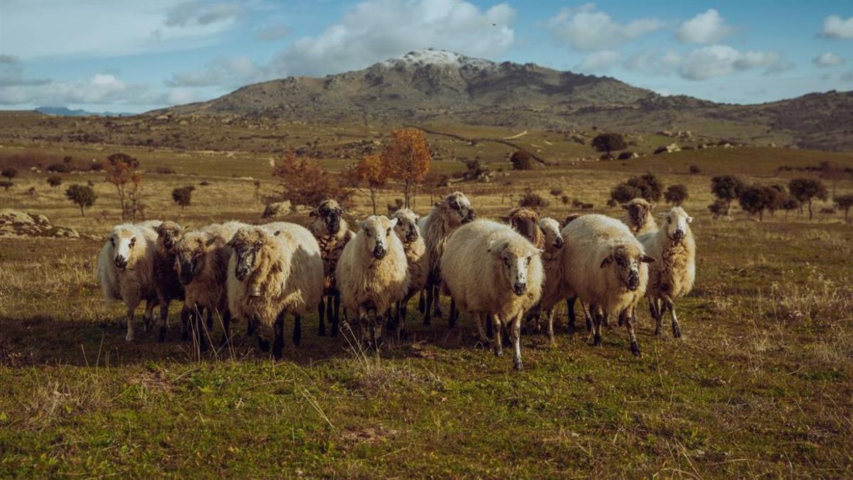 Esta medida favorece al sector primario 