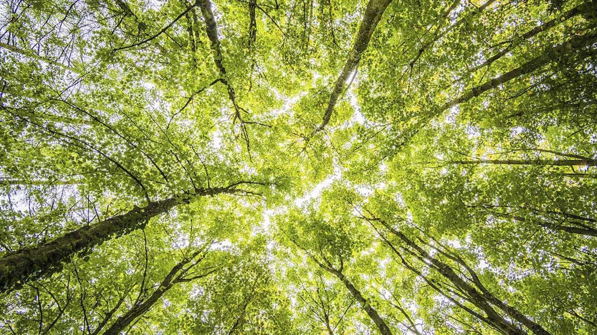 Se abordarán diferentes materias de protección y defensa del entorno natural