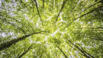 Se abordarán diferentes materias de protección y defensa del entorno natural