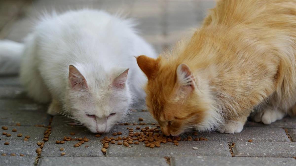 Se ha aprobado, por primera vez, una ordenanza que regulariza la gestión y vela por el bienestar de los animales
