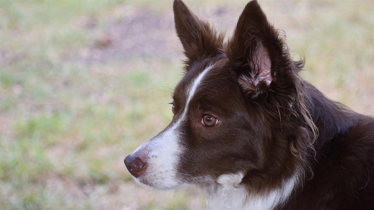 Entre 100 y 120 perros formarán parte de la exposición