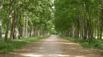 Los trabajos no conllevarán cortes de tráfico, salvo en un tramo concreto del Paseo del Mallo