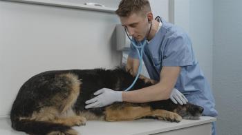 Asumirá la gestión del Centro de Acogida de Animales y de la Delegación de Bienestar Animal