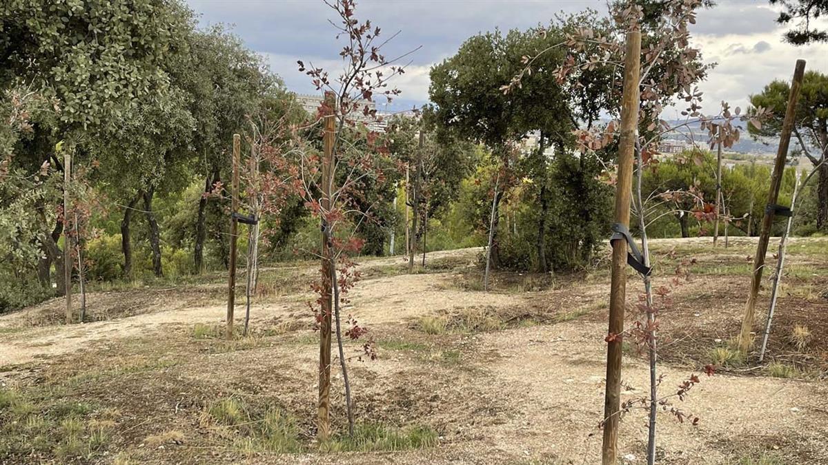 Vecinos denuncian que no ha sobrevivido ninguna de las 10.000 encinas que se plantaron     