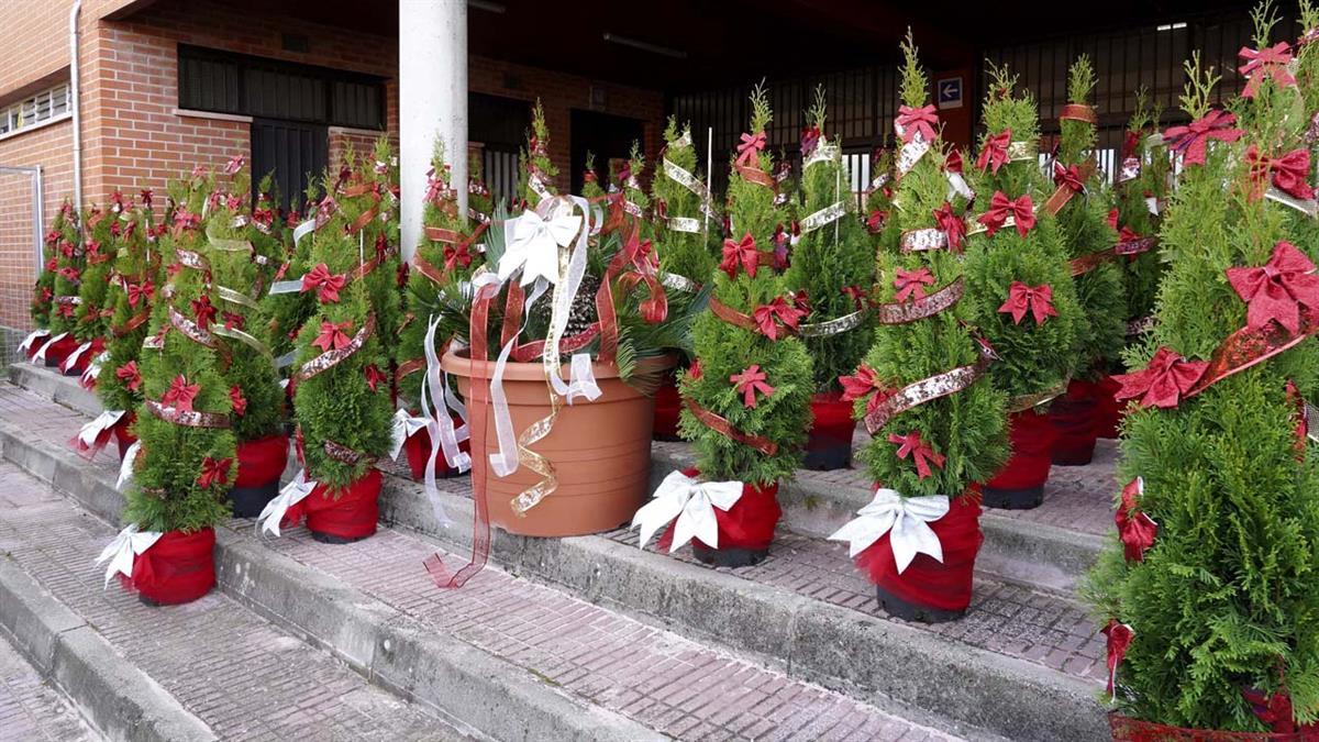 Una vez finalizada la campaña navideña, los árboles serán plantados en áreas verdes públicas del municipio

