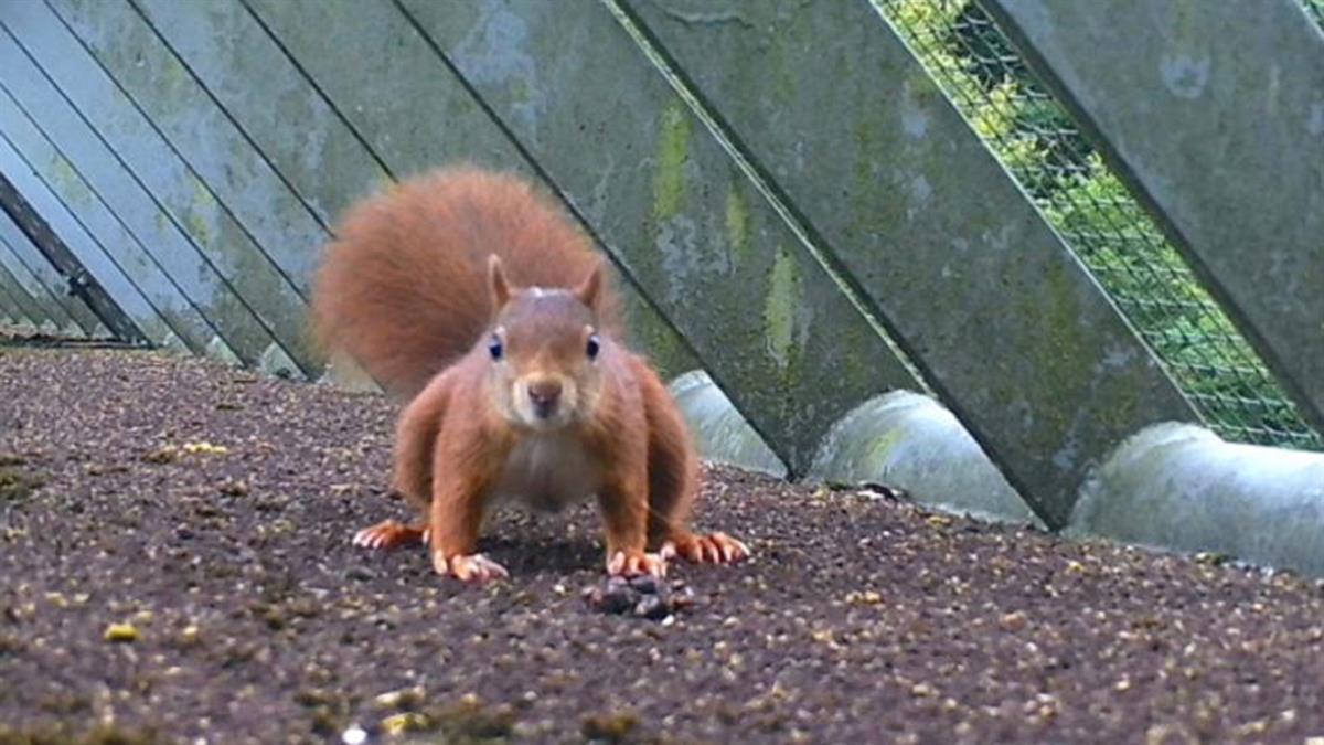 La infraestructura se construyó para conectar un bosque y un parque sin que tuviesen que cruzar por la carretera