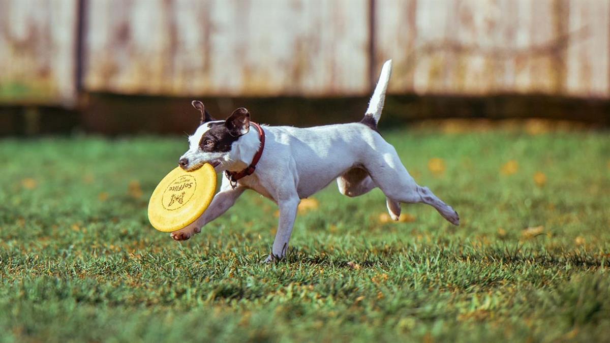 La moción de ACIPA ha sido admitida en el pleno por todos los grupos
