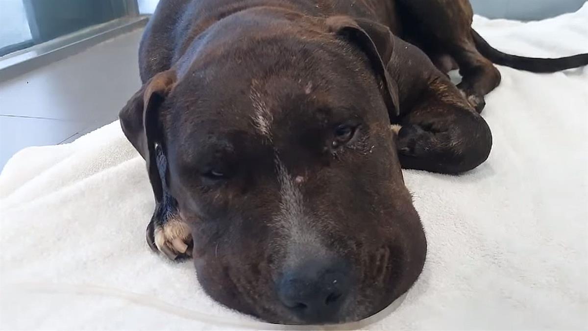 El dueño, que está siendo investigado, niega haberle lanzado a propósito 