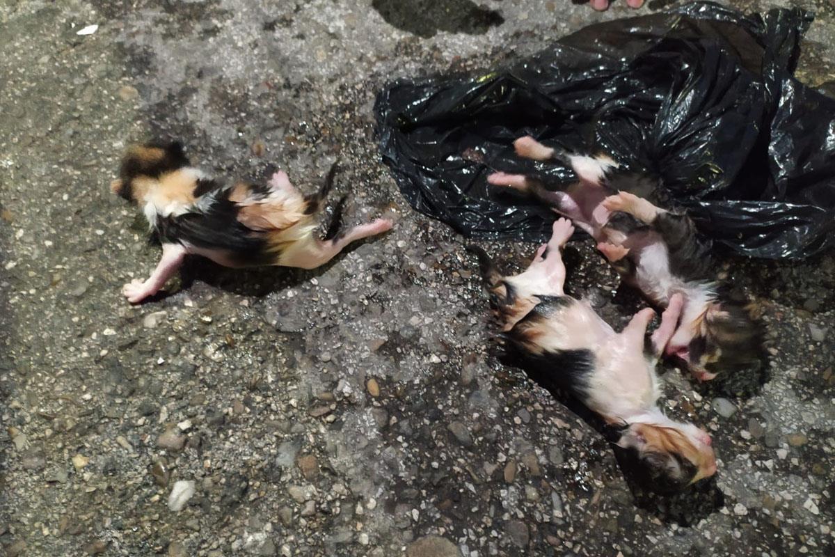 Los ruidos del contenedor alertaron a los vecinos que dieron aviso a los agentes