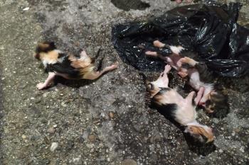 Lee toda la noticia 'La Policía de Arroyomolinos rescata 3 gatos que habían sido arrojados a la basura
'