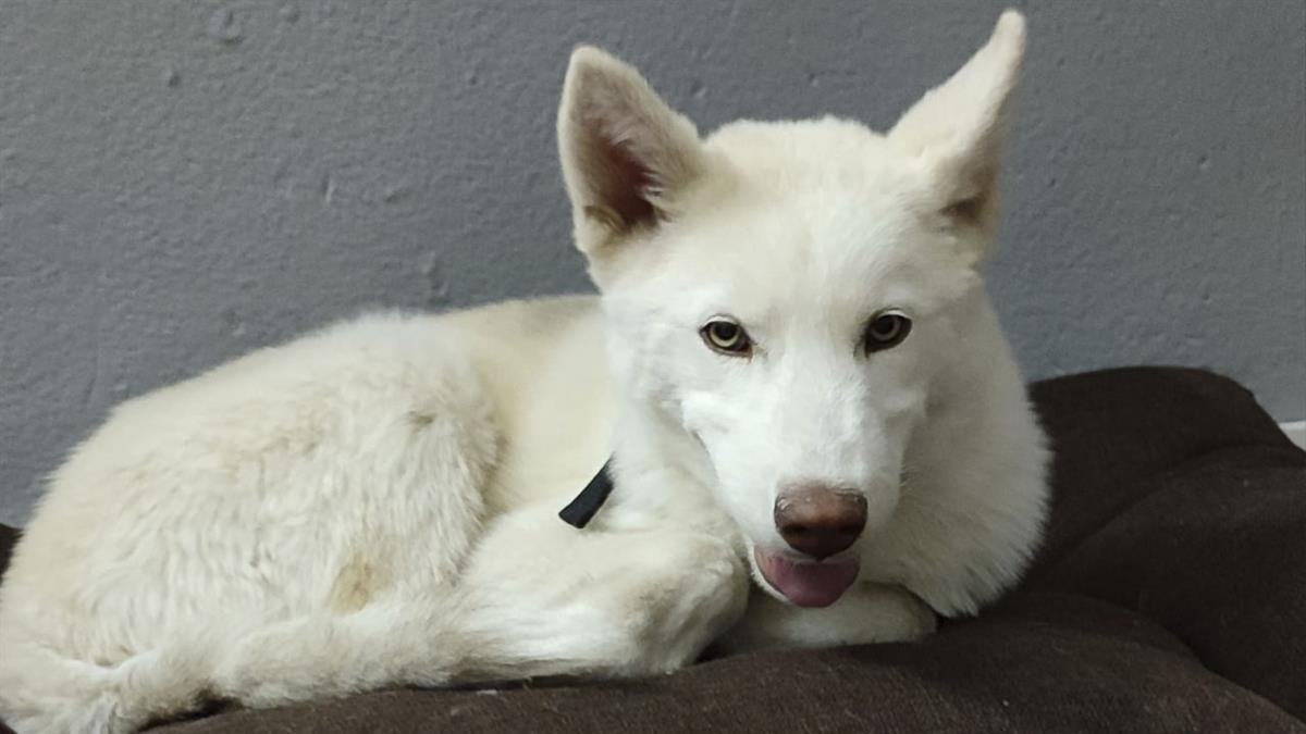 El dueño ha denunciado la desaparición de su husky en la zona del Recinto Ferial