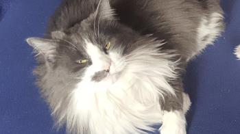 El animal, que responde al nombre de "Snow", fue visto por última vez en la zona de Ronda Fiscal