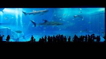 Oferta de 9,90 euros para los residentes de Villanueva de la Cañada