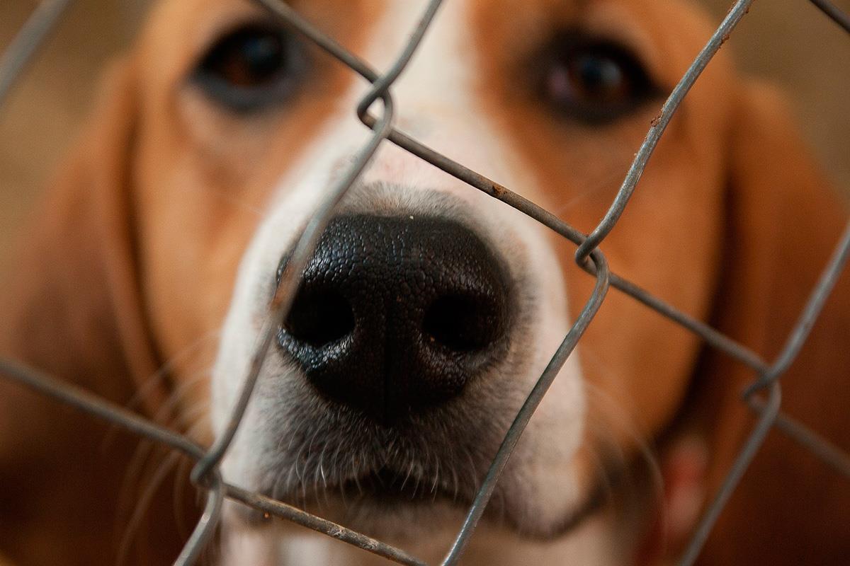 El miedo de Fiscalía ha que se disparen los abandonos tras el estado de alarma se ha cumplido