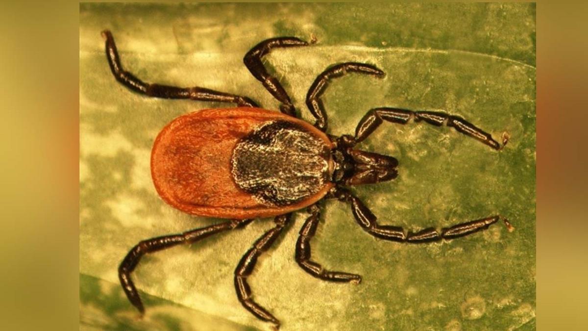 ¿Cómo puedo evitar las garrapatas?