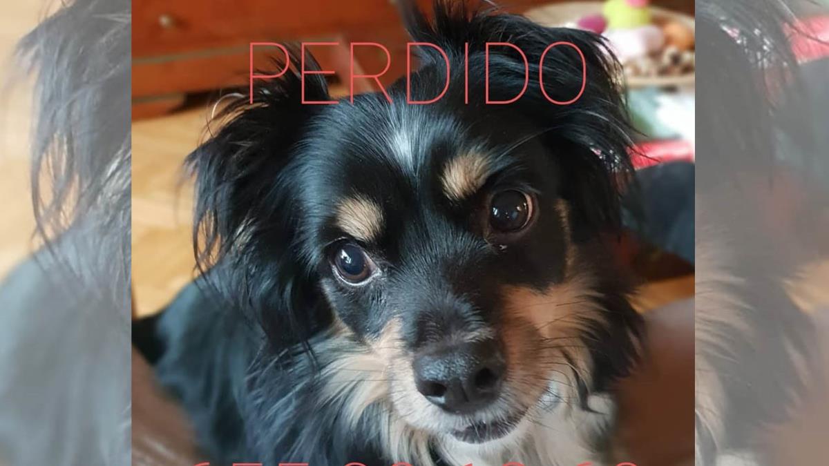 Se ha pedido esta tarde en Bosquesur