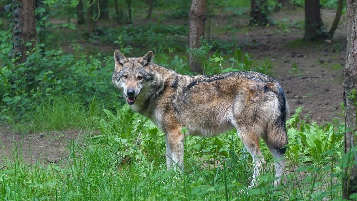 Se han repartido 200.000 euros para financiar la instalación de vallados de protección, pastores eléctricos, dispositivos de radioseguimiento o la adquisición de mastines 