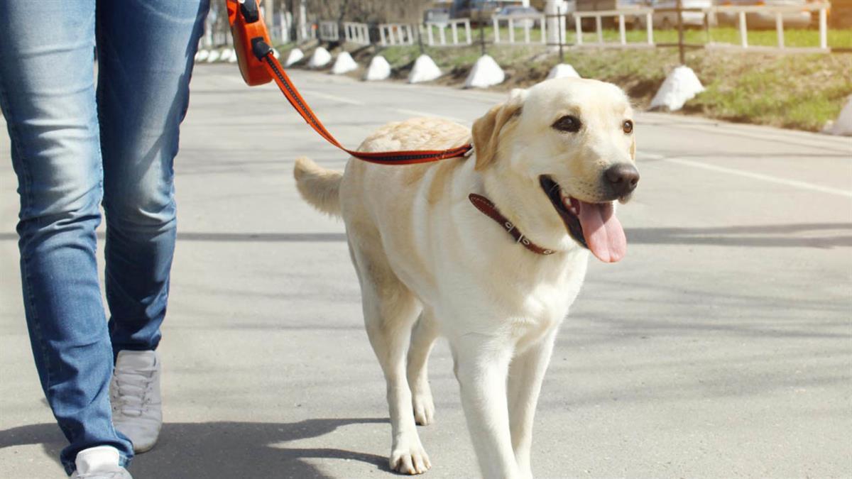 Estas subvenciones están orientadas a lograr el bienestar de las mascotas y fomentar la responsabilidad entre sus dueños