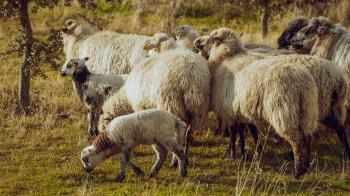 Se percibirán 30 euros por cada vaca o caballo y seis por cada oveja o cabra 