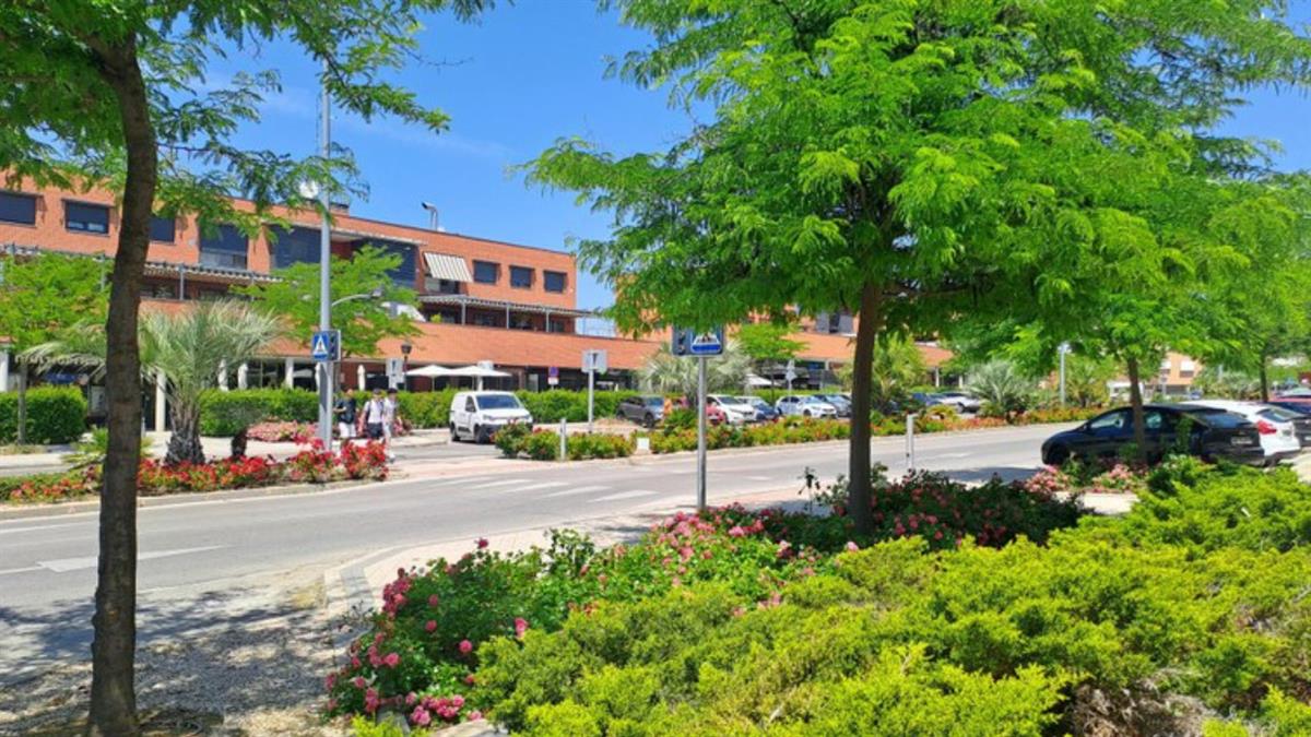 El Ayuntamiento aprueba la licitación para replantar más de 2.000 árboles