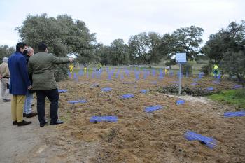 Se busca regenerar diversas zonas del monte 
