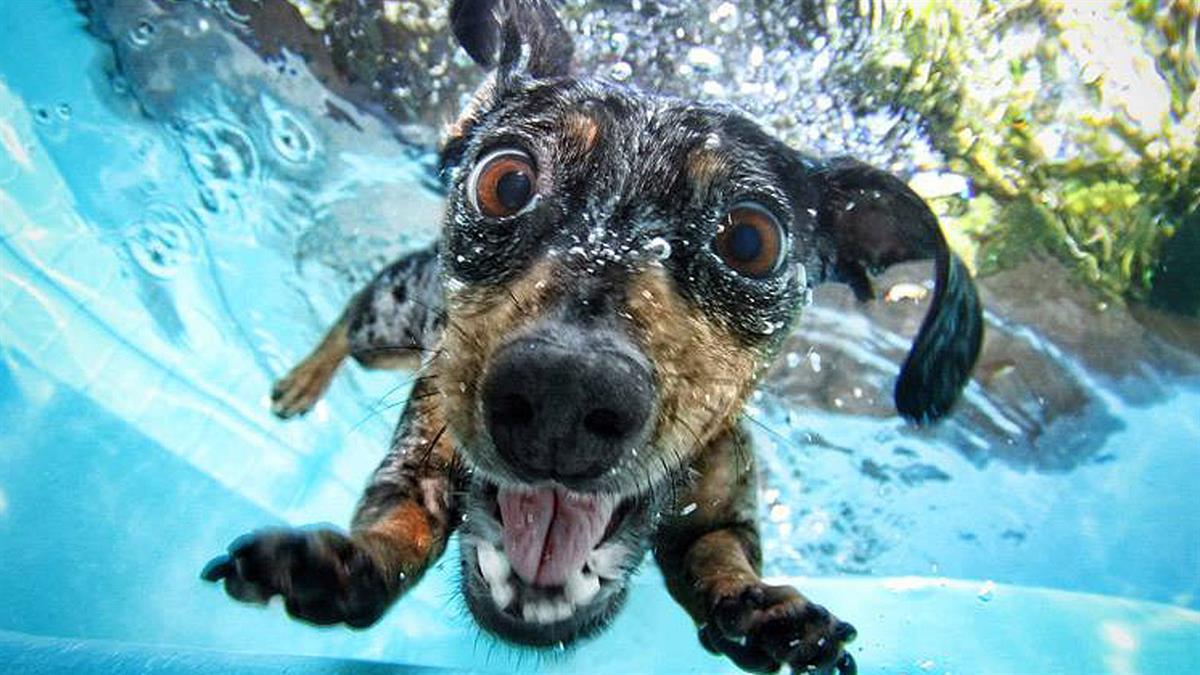 El Ayuntamiento de Paracuellos organiza el ‘V Chapuzón perruno’