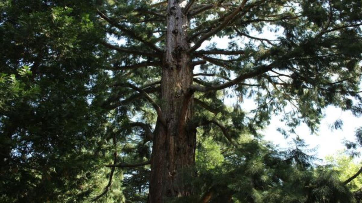 Concejalía de Parques  y Jardines valora salvar el mayor número de árboles posibles