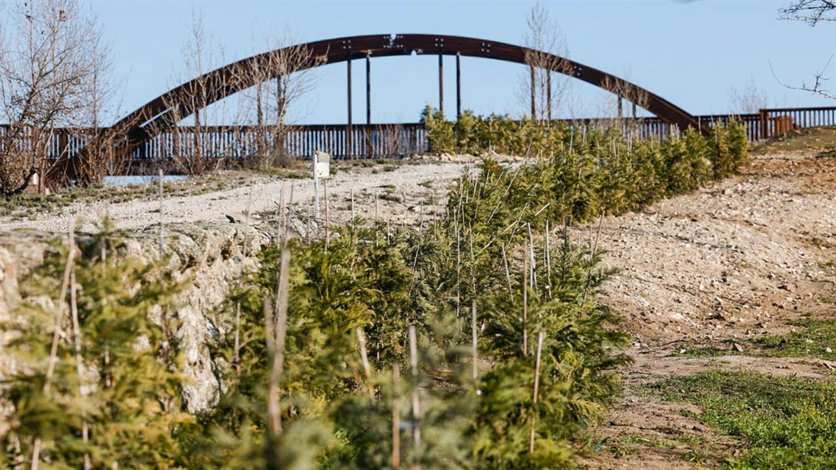700 ejemplares de ciprés amortiguan la contaminación visual y acústica de la M-618