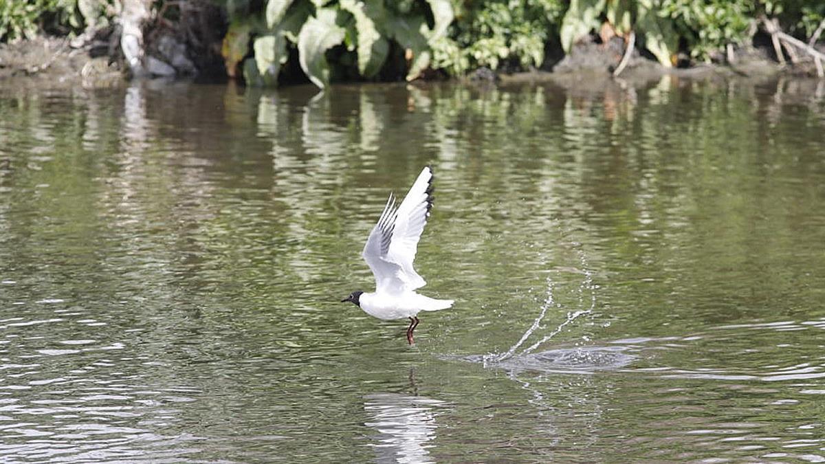 Getafe aprovechará los recursos públicos para proteger la biodiversidad 