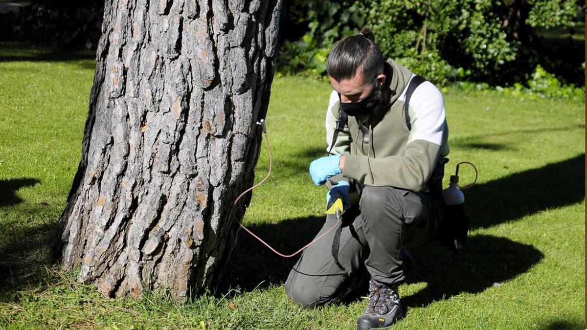 El objetivo es evitar las plagas de oruga procesionaria