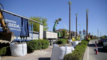 Las palmeras no han tenido coste para el Ayuntamiento porque se han adquirido por compensación de arbolado