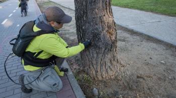 En esta campaña aplicará 4000 pinchazos de endoterapia