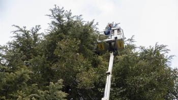 El Ayuntamiento de Boadilla finaliza con éxito la campaña de retirada de nidos de cotorra gris argentina 