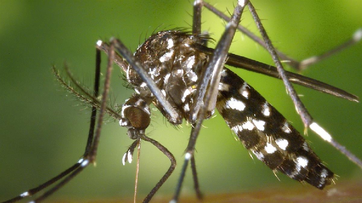 El Ayuntamiento refuerza la vigilancia del mosquito tigre con una campaña activa hasta noviembre