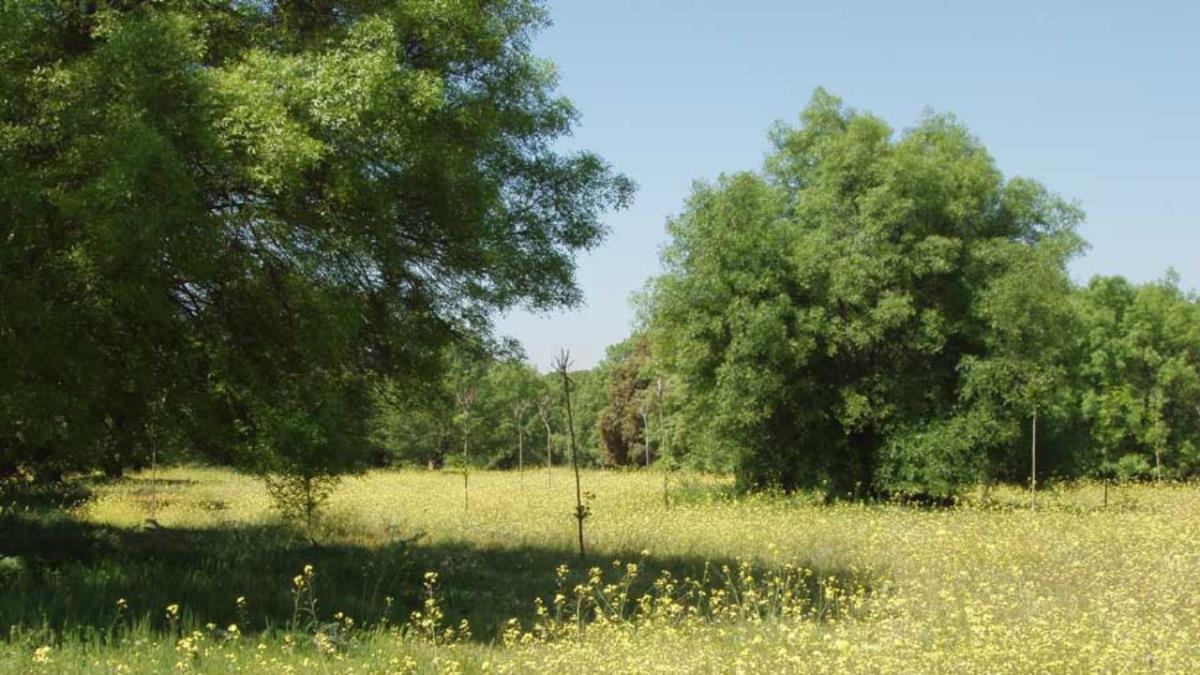 El objetivo es disminuir los gases de efecto invernadero 